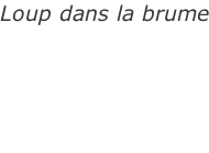 Loup dans la brume